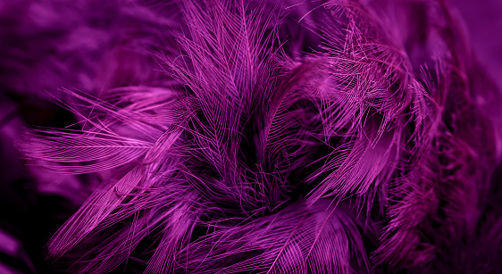 violet feathers with visible details. background or textura