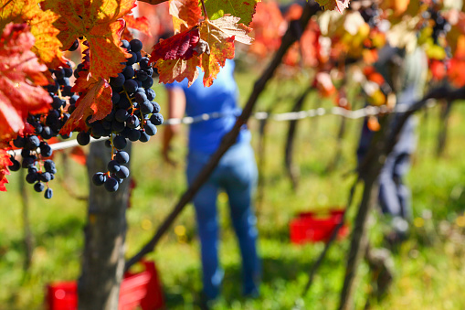 People harvesting grapes in the autumn colors vineyard.