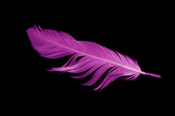 istock violet feather goose on a black isolated background 1418198118