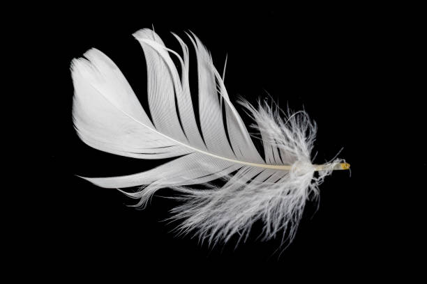 istock white feather of a goose on a black background 1418198138