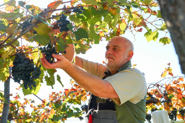 istock Cutting grapes at harvest 1418198240
