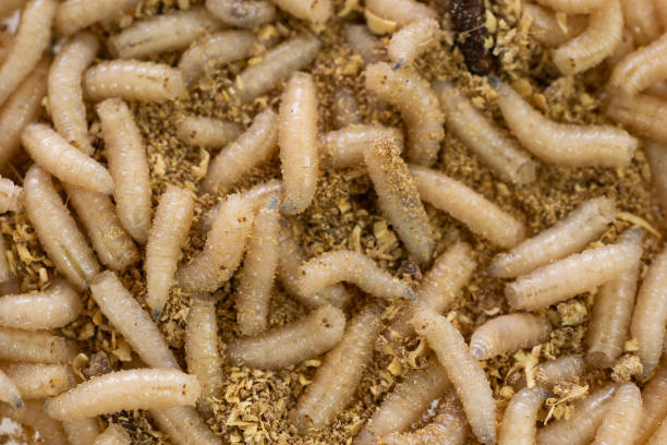 istock fly larvae on sawdust. background or texture 1418198291