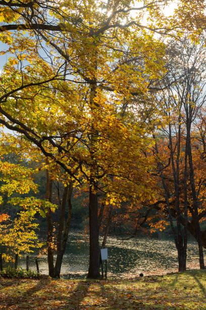 istock Park with a pond with beautiful yellow leaves 1418198352