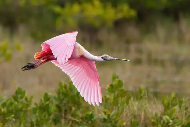 Photo of A roseate spoonbill
