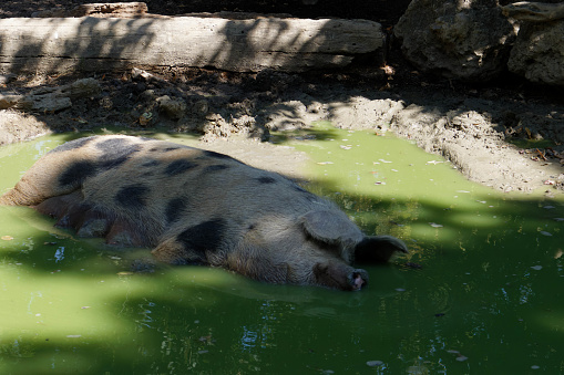 a big pig is sleeping