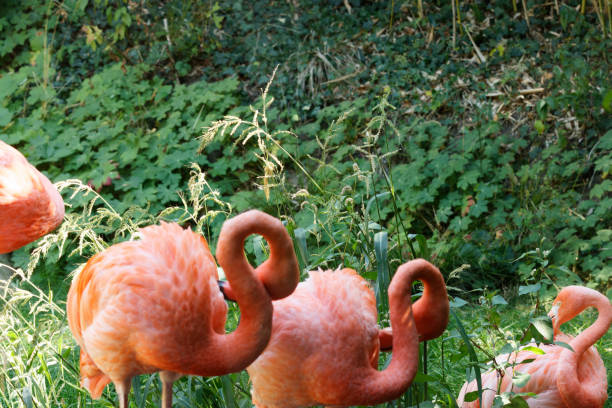 istock flamingos at the park in the sun 1418200630