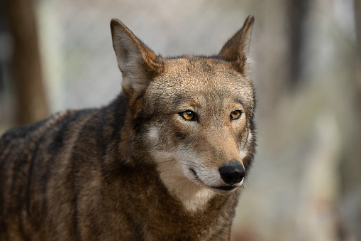 A red wolf portrait