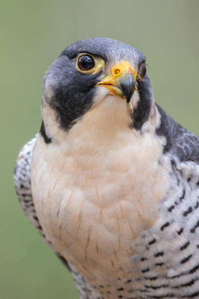 istock Peregrine Falcon 1418202474