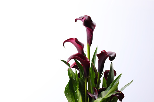 Purple Zantedeschia Lily Flower. High resolution image 45Mp taken with Canon EOS R5 and associate f2.8 macro lens