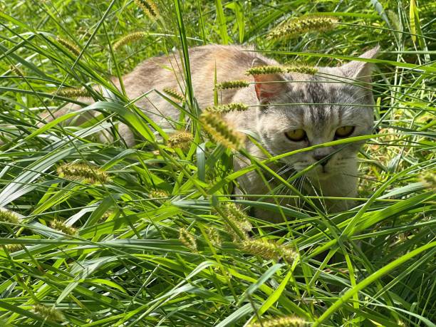 istock Cute cat walking in green grass lawn. 1418203149