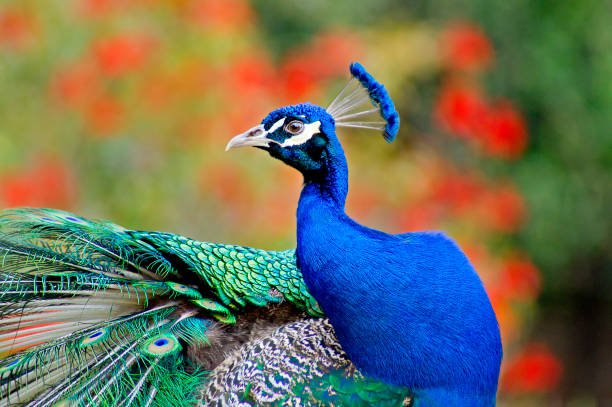istock Indian peacock (Pavo) in elegant pose over green and red background 1418203179