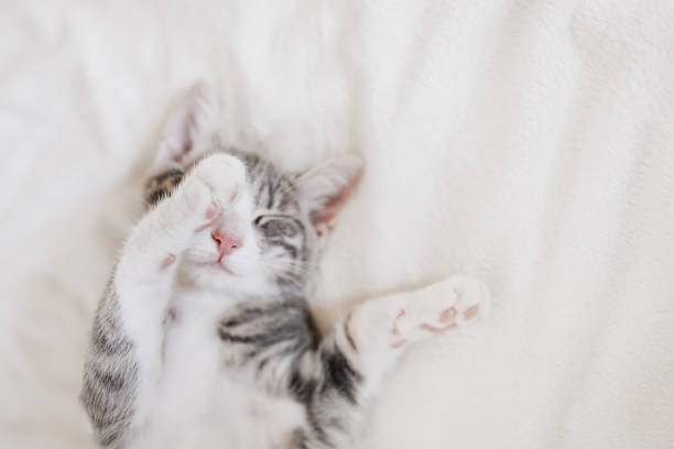 a cute cat stretching