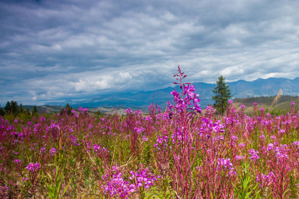 istock Flowers on the background of mountains 1418203831