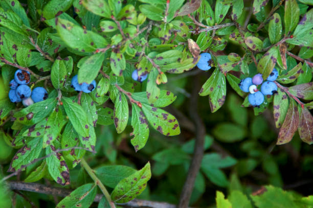 istock wild blueberry plants in upstate new york 1418204280