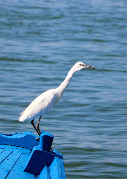 Pellestrina, Venice, Veneto, Italy- August 24, 2022: the photo was taken at Pellestrina island  on a beautiful summer day and shows a little egret ready to take flight from a boat of the same color as the sea.