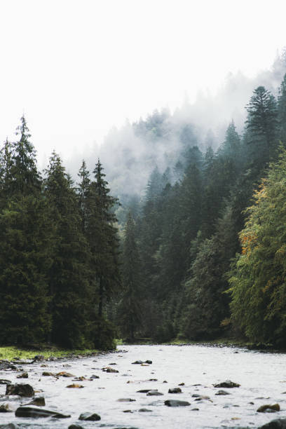 Scenic mountain rainy landscape with a river stream and the pine woodland in a morning fog in Carpathian mountains, Ukraine