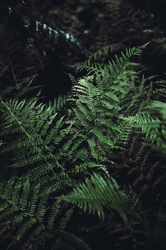 Close-up view of the fern in the dark pine mountain woodland in Carpathians