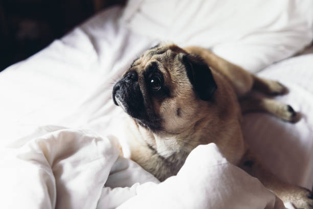istock Cozy morning of a cute dog 1418205647