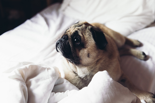 Beautiful pug having a good morning relaxing on the white bed