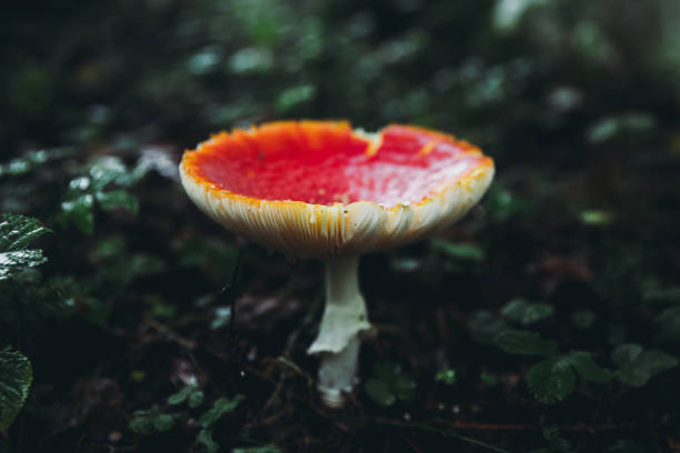 숲의 보물 - magic mushroom moss autumn outdoors 뉴스 사진 이미지