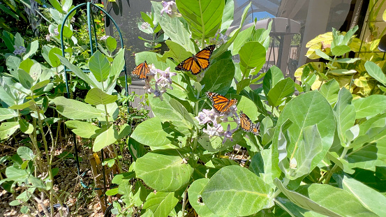 Endangered Monarch butterflies is on a milkweed plant in a tropical garden.