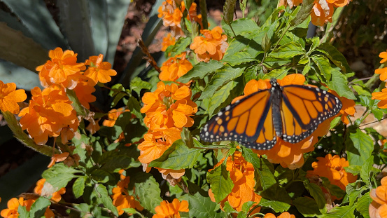 Magnificent Monarch butterfly on a Firecracker flower in a tropical garden.