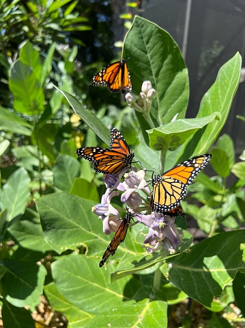 Endangered Monarch butterflies are on milkweed plants in a tropical garden. this is their host plant
