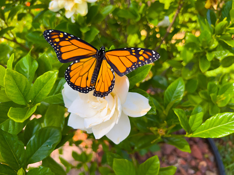 Endangered male Monarch butterfly is drinking nectar from a white gardenia in a tropical garden.