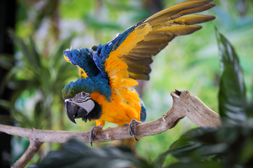 Macaw parrot sitting on tree branch and nature background.