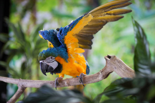 Blue-and-yellow macaw Macaw parrot sitting on tree branch and nature background. gold and blue macaw photos stock pictures, royalty-free photos & images