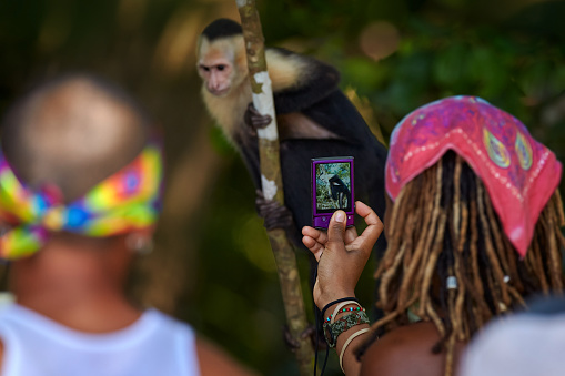 Photographers, monkey disturb in the forest. White-headed Capuchin, black monkey sitting on tree branch in the dark tropical forest. Wildlife of Costa Rica. Travel holiday in Central America.