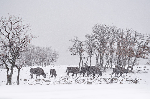 Hereford cow standing in snow.