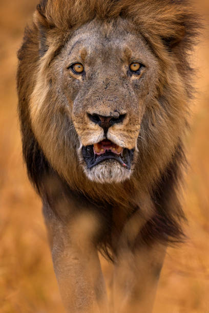 African lion, male. Botswana wildlife. Lion, slose-up detail portrait. Animal in fire burnt place, lion grass walk in the wind, Savuti, Chobe NP in Botswana. Hot season in Africa. stock photo