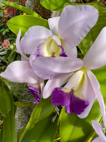 Fully opened purple colored Cattleya orchid outdoors in a tree in Florida.