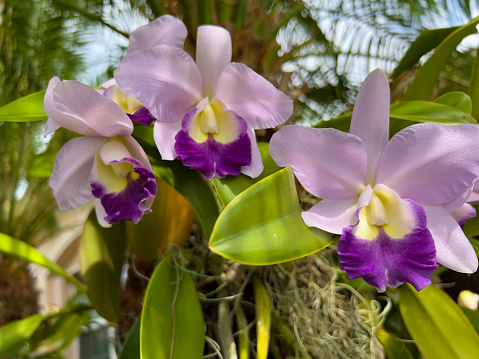 Beautiful Purple orchid flower tree.
