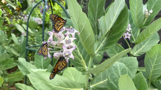 Endangered Monarch Butterflies on Tropical Milkweed Plant