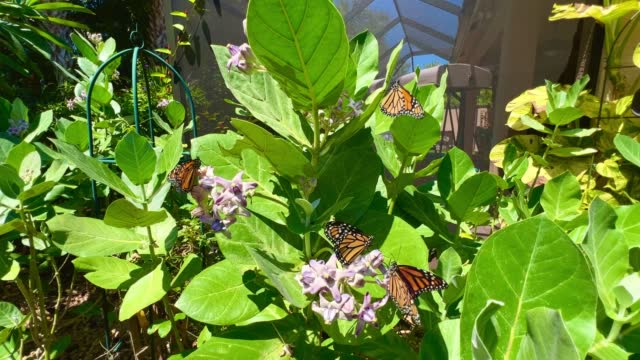 Monarch Butterflies in a milkweed field