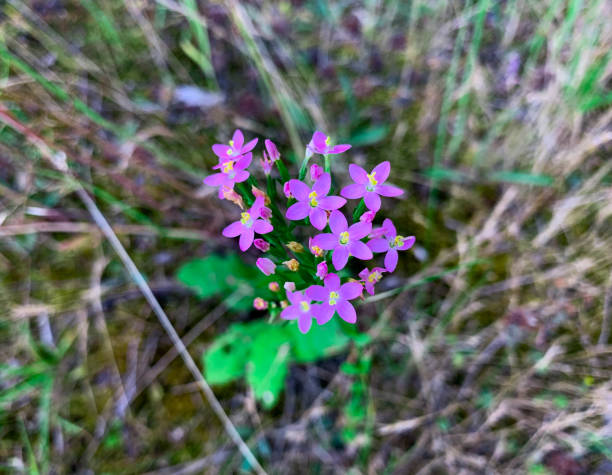 Blooming flowers of European centaury herb also known as Common centaury, Bitter herb and Centaurium erythraea.
