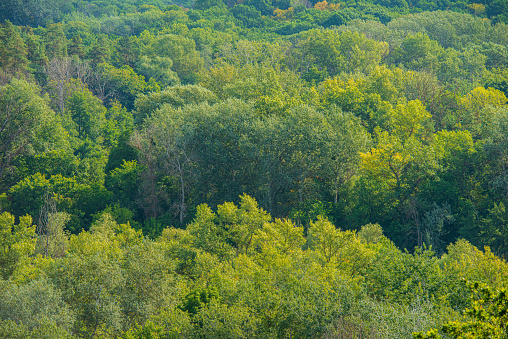 Deciduous forest trees on a hot sunny day. Summer, August. Web banner. Ukraine.