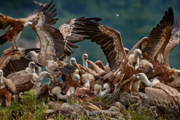 Dinner party, carcass food with vultrure fight in nature. Griffon Vulture, Gyps fulvus, big bird on rocky mountain, habitat, Madzarovo, Bulgaria, Eastern Rhodopes. Wildlife scene from Balkan. Animal behaviour.