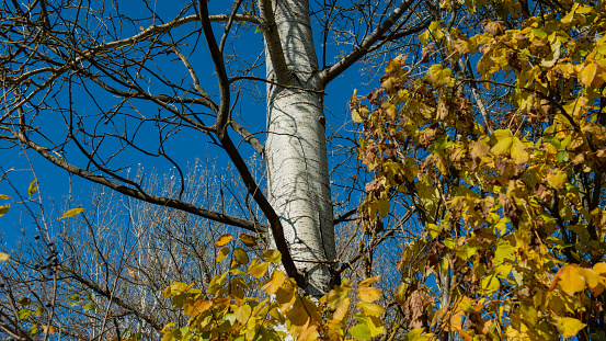 Aspen trunk and yellow foliage. Autumn. Web banner.
