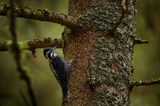 pica-pau de três dedos eurasiano, picoides tridactylus, pica-pau de tamanho médio do norte da europa, norte da ásia, ao japão. pássaro no habitat da floresta natural, tronco de árvore de abeto velho, sumava np, tcheco - tridactylus - fotografias e filmes do acervo