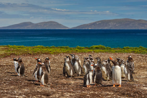 pingüino en el agua. pájaro jugando en las olas del mar. ave marina en el agua. pingüino de magallanes con ola oceánica al fondo, islas malvinas, antártida. - falkland island fotografías e imágenes de stock