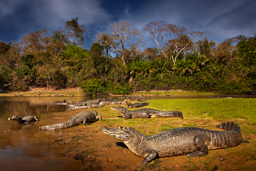 Brazil wildlife. Crocodile catch fish in river water, evening light. Yacare Caiman, crocodile with piranha in open muzzle with big teeth, Pantanal, Brazil. Detail wide angle portrait of danger reptile