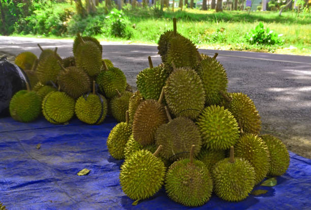 istock Pile of durian fruit 1418210549