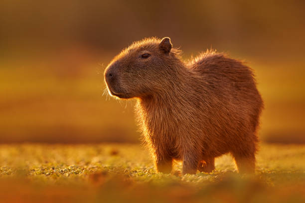 faune brésilienne. capybara, hydrochoerus hydrochaeris, la plus grande souris près de l’eau avec la lumière du soir au coucher du soleil, pantanal, brésil. scène de la faune de la nature. soirée orange avec un joli mammifère. - capybara photos et images de collection