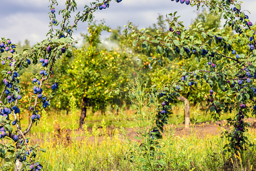 Plums on a tree