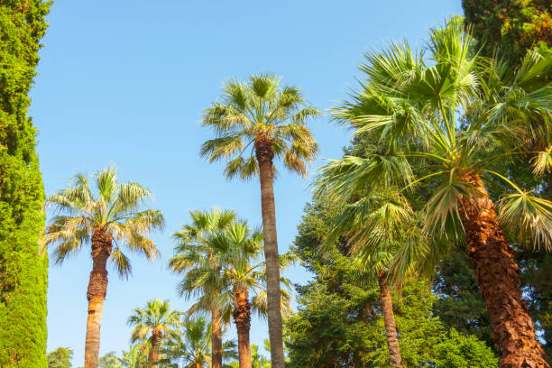 istock Growing palm trees in a subtropical park with different vegetation. 1418210638