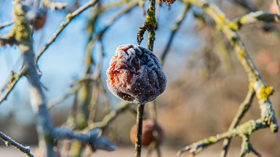 Frozen apple on the background of branches in the garden. Winter. Web banner.