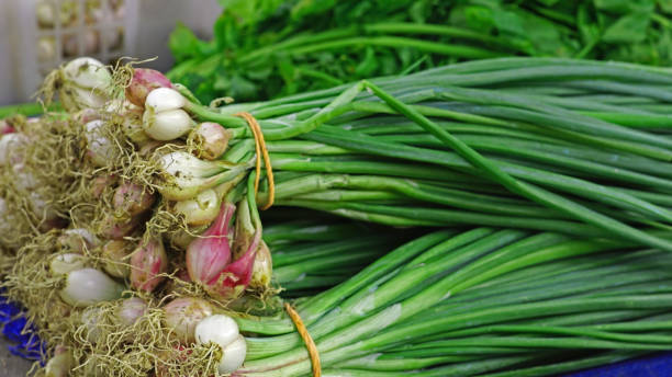 istock Allium fistulosum 1418211004